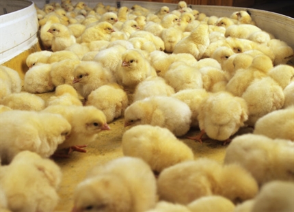 Egg hatchery humidification