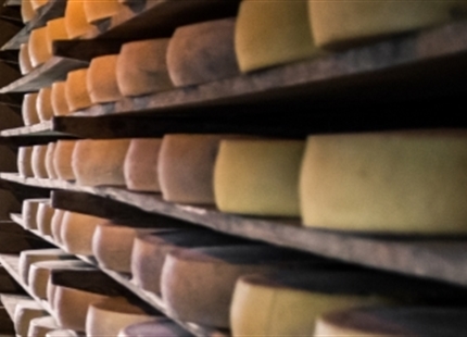 Cheese curing humidification
