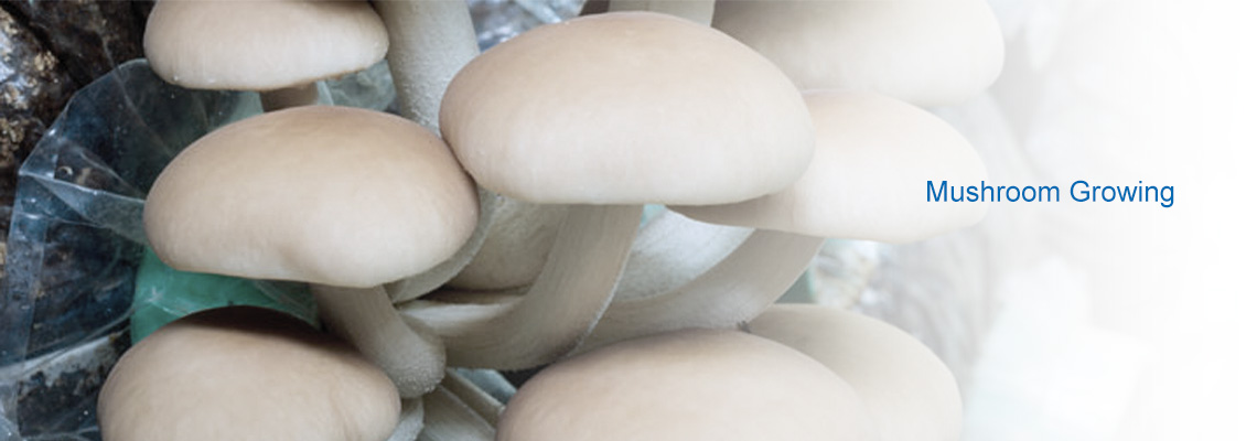 Mushroom Growing humidification