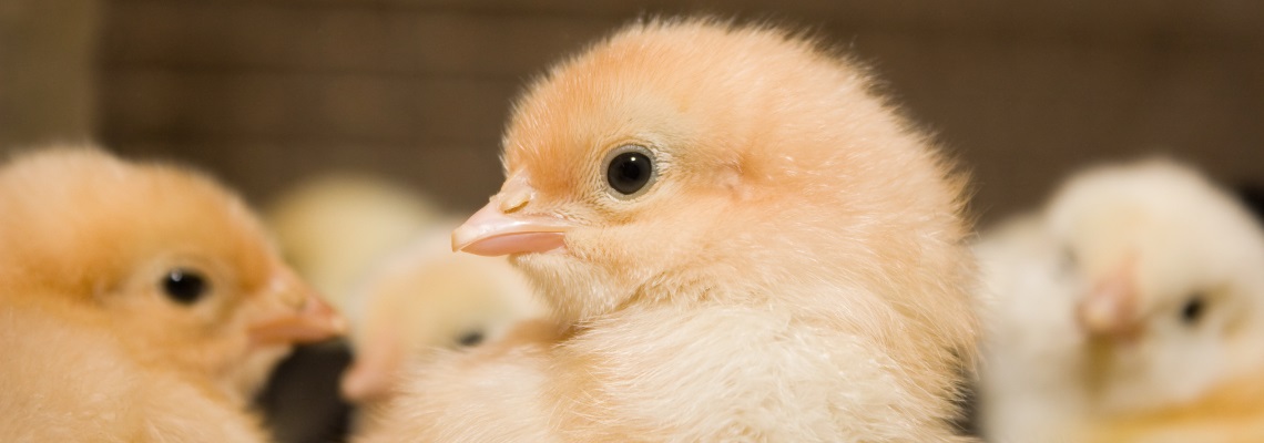 Humidification for Hatcheries and Broiler houses